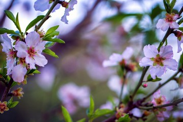 Almond tree flowers bloom background.