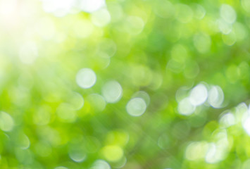 Green nature bokeh and sunlight for background