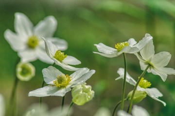 In the spring the decoration of parks and gardens are dancing pairs of anemones. White delicate flowers create in the woods carpets  