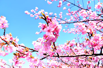 伊豆狩野川堤防の桜並木