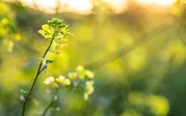 Mustard Plant natural background.