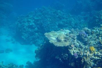 Plakat coral reef in the Red Sea