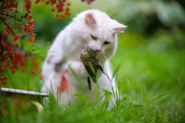 White cat caught a bird