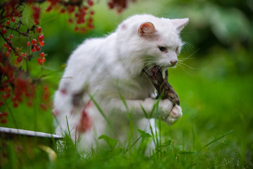 White cat caught a bird