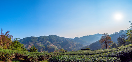 Panorama landscape of tea farm with sun rise 2