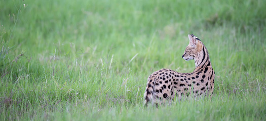 Serval cat in the grassland of the savannah in Kenya