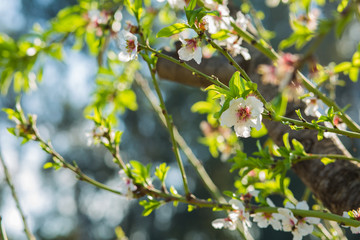Almond tree flowers bloom background.