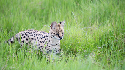 Serval cat in the grassland of the savannah in Kenya