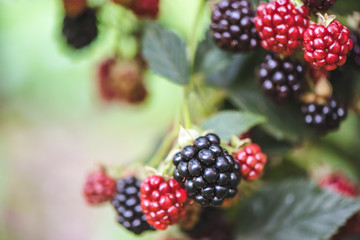 Blackberry growing in garden. Ripe and unripe blackberries on bush with selective focus. Berry background.