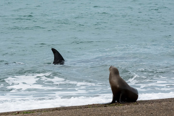 Orcas hunting sea lions, Patagonia , Argentina