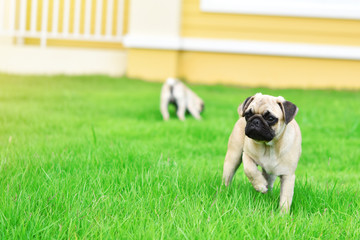 Cute puppies brown Pug playing together in green lawn