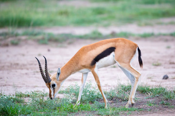 Thomsons gazelle in the grassland of Kenya with a lot of plants