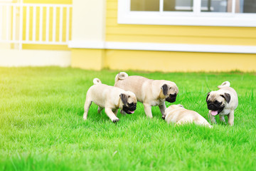 Obraz premium Cute puppies brown Pug playing together in green lawn