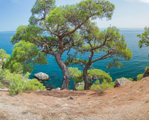 Relict pine on a rocky seashore against the backdrop of the sea. Karaul-Oba, Novyy Svet, Crimea.
