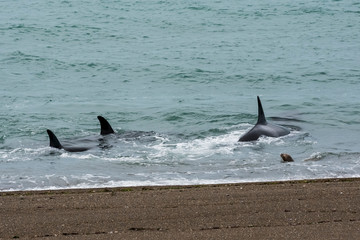 Fototapeta premium Orcas hunting sea lions, Patagonia , Argentina