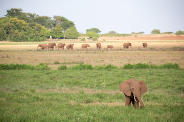 A lot of elephants are walking in the grassland of Kenya