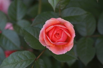 beautiful scarlet rose in the garden