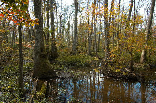 Bluebonnet Swamp, Baton Rouge, Louisiana