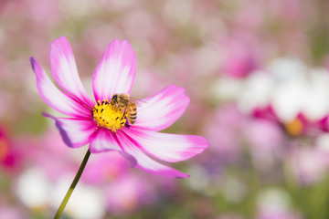 Fototapeta premium コスモス