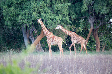 A giraffe is standing between the bush and trees