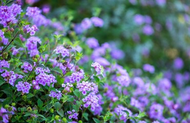 Obraz na płótnie Canvas Lantana camara purple flowers background.