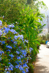 Fototapeta premium blue blossoms hanging down a wall on a sunny day near the small village Sisi on Crete in Greece