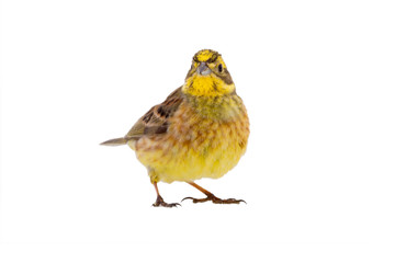 Yellowhammer (Emberiza citrinella)