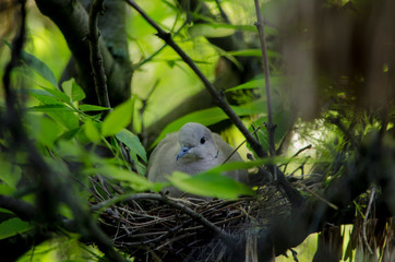 Wild dove on a tree