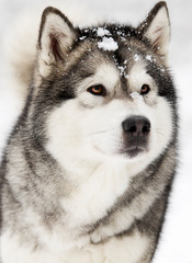 Alaskan Malamute dog on a winter walk in the snow