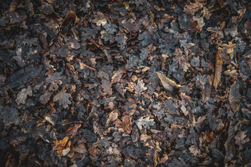 Autumn Leaves on floor