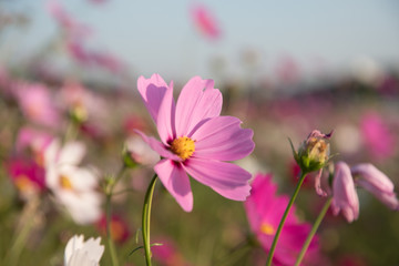 コスモス