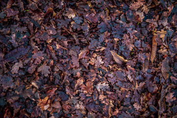 Autumn Leaves on floor
