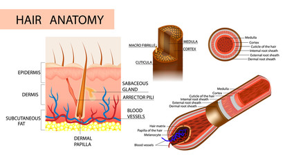 Structure of the hair.  Anatomical illustration of hair bulb and hair follicle. Detailed medical illustration.
