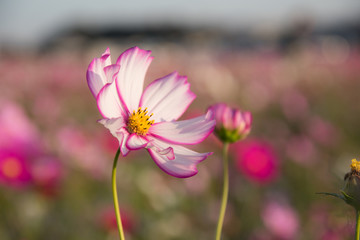 Fototapeta premium コスモス