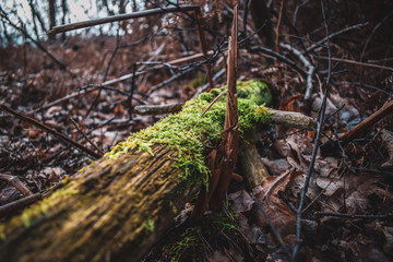 Moss bark, Mossy tree Captains wood Suffolk