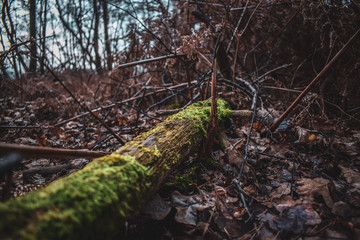 Moss bark, Mossy tree Captains wood Suffolk