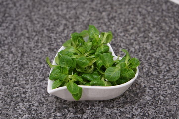 Lambs lettuce (Valerianella locusta)