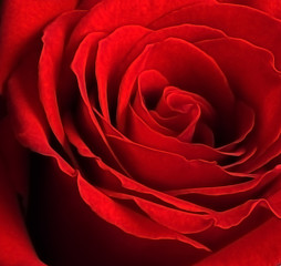 Rose red close. The petals of a precious flower.