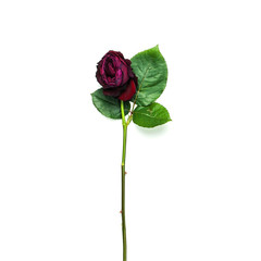 Beautiful fading red rose isolated on white background top view.