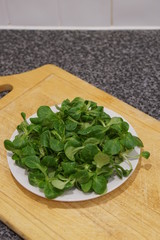 Lambs lettuce (Valerianella locusta)