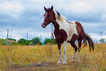 Beautiful horse in the field