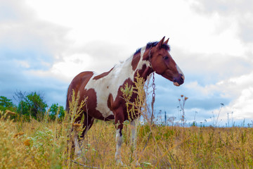 Beautiful horse in the field