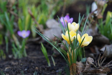 Cute yellow crocuses and purple in the background