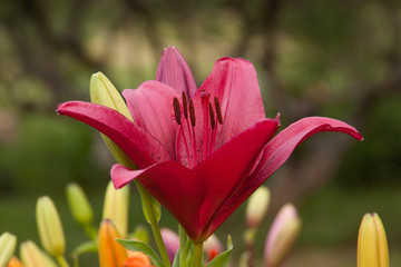 magenta asiatic lily