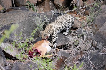 Leopard hunting antilope