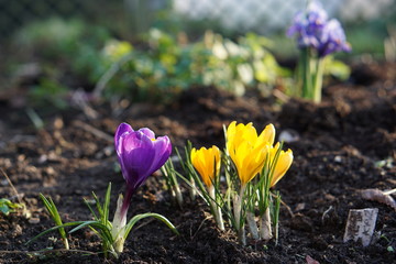 Yellow and purple crocuses