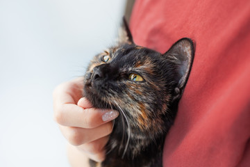 Woman is stroking cute tortoiseshell color. Fluffy pet. Pet adoption of non-pedigreed cat.