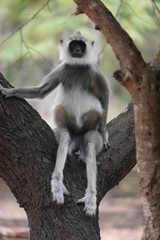 Monkey sitting on tree in Sri Lanka