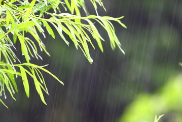 regen