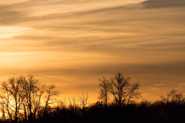 Colorful sunset sky and forest. Copy space. Place for text and design